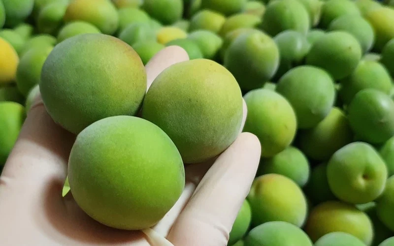 광양 청매실 & 매실청 - 백운산 자락 햇살을 머금은 초록빛 청매실과 황금빛 매실청