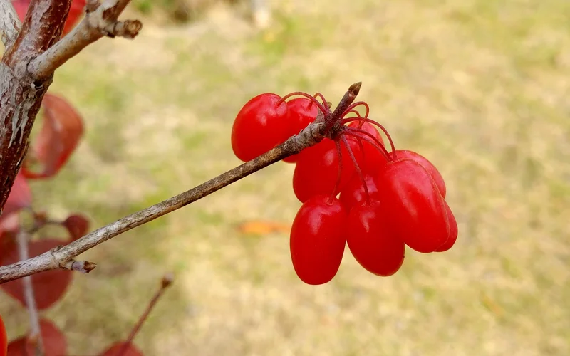 구례 산수유 - 지리산 자락 산동마을 붉은 산수유 열매