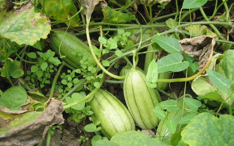 성주 참외 - 황금빛 껍질 속 아삭한 과육과 달콤한 태좌가 살아있는 꿀참외