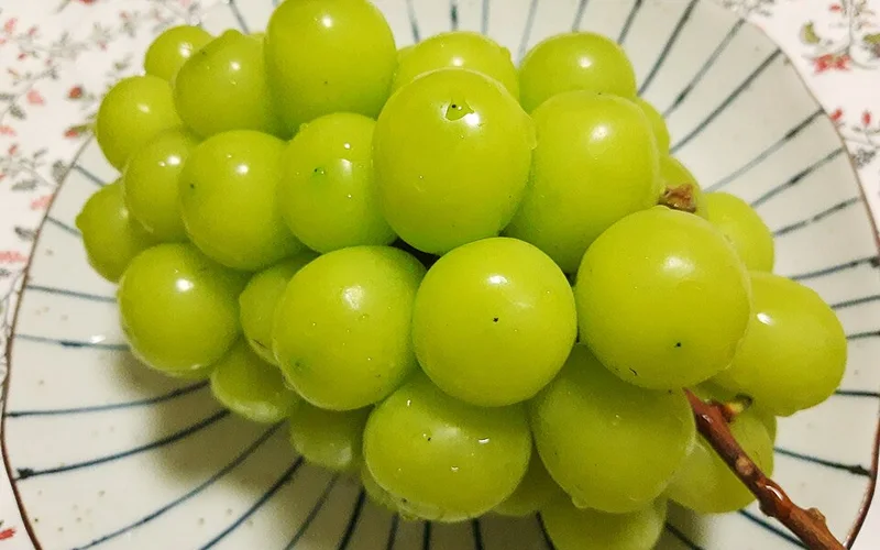 영동 포도 & 와인 - 소백산맥 큰 일교차 속에서 당도가 차오른 탐스러운 명품 포도